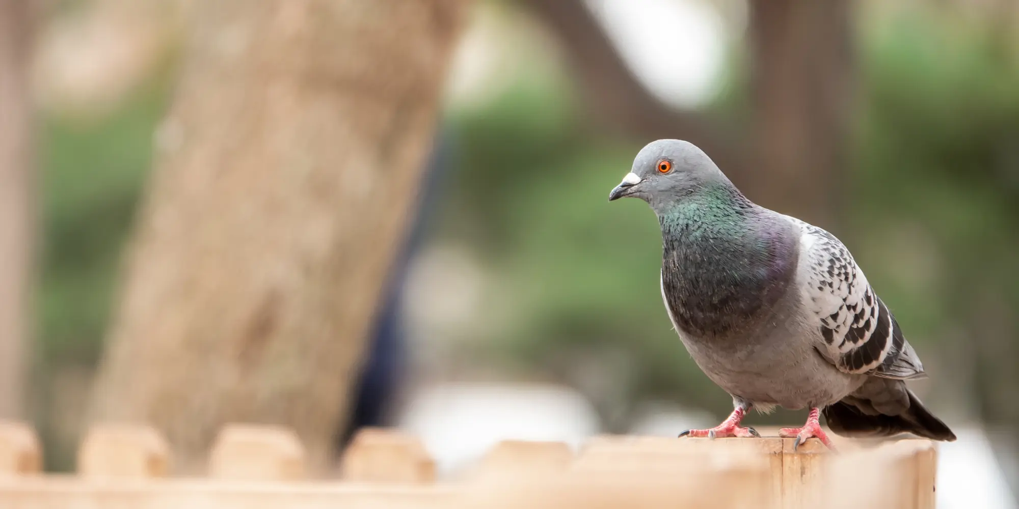 הרחקת יונים